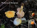 Pluteus aurantiorugosus-amf1501